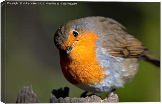 A curious robin standing on a post  Canvas Print by Vicky Outen