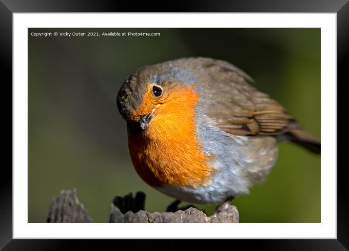 A curious robin standing on a post  Framed Mounted Print by Vicky Outen