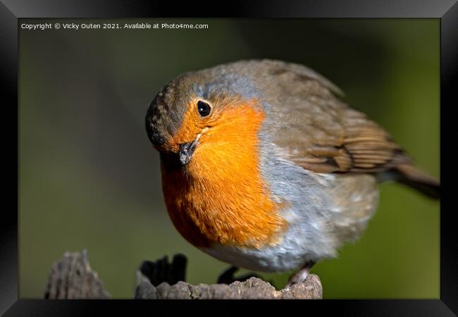 A curious robin standing on a post  Framed Print by Vicky Outen