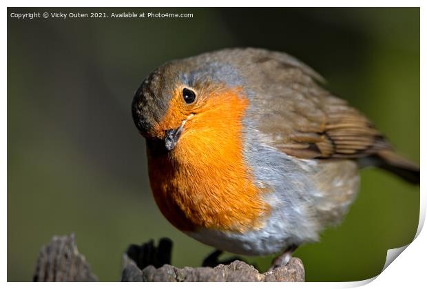 A curious robin standing on a post  Print by Vicky Outen