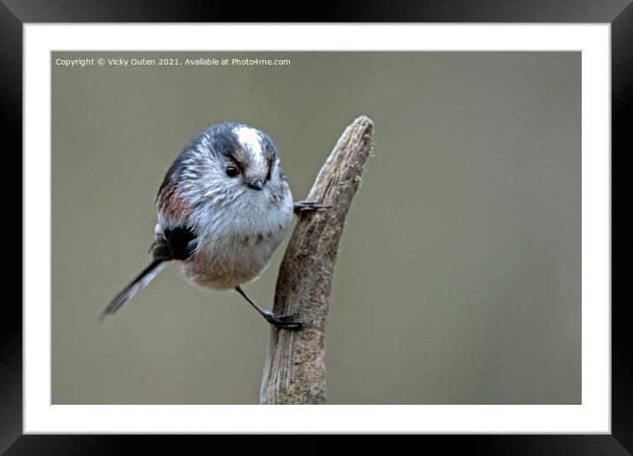A long tailed tit perched on a branch Framed Mounted Print by Vicky Outen