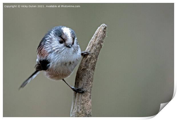 A long tailed tit perched on a branch Print by Vicky Outen