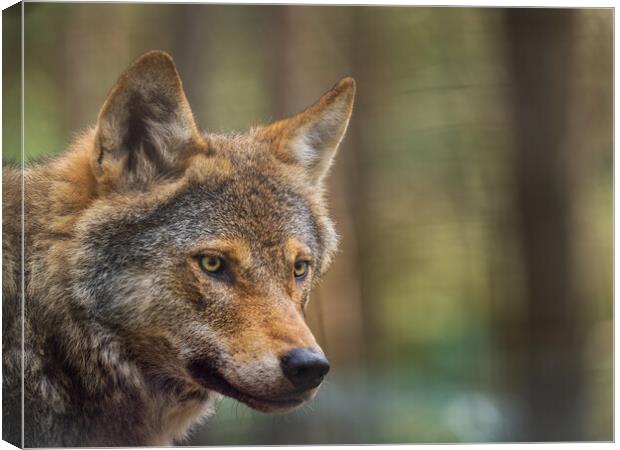 Majestic European Wolf in the Scottish Forest Canvas Print by Tommy Dickson