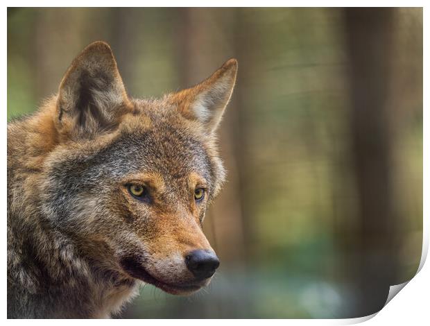 Majestic European Wolf in the Scottish Forest Print by Tommy Dickson