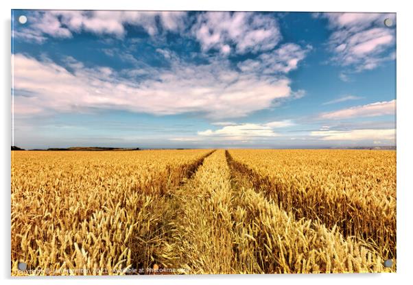 Barley field Acrylic by jim Hamilton