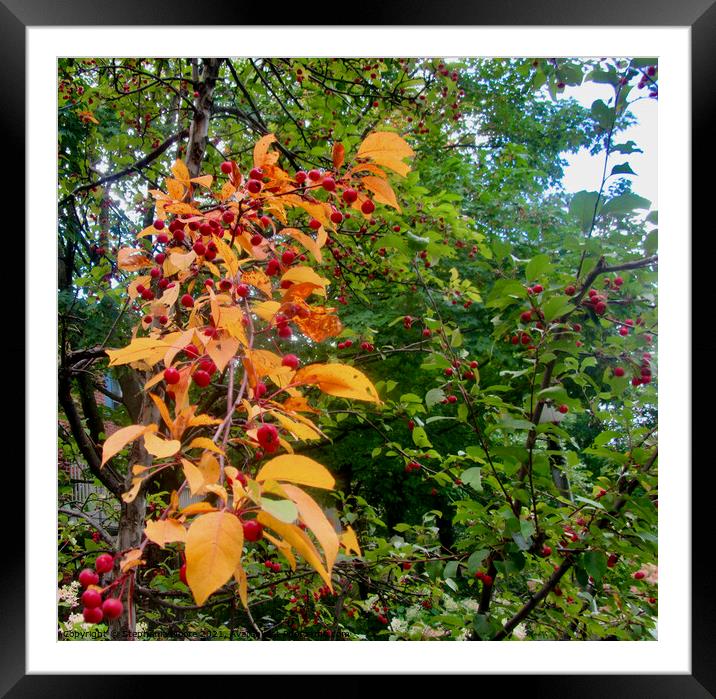 Autumn is coming Framed Mounted Print by Stephanie Moore