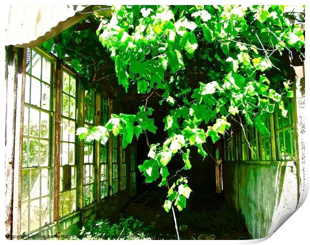 Abandoned Greenhouse Print by Stephanie Moore