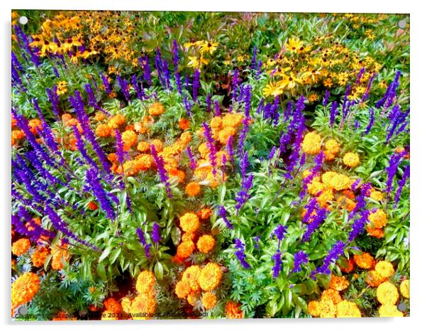 Colourful flowers Acrylic by Stephanie Moore