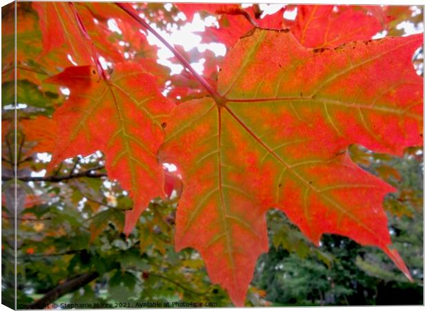 Maple Leaves Canvas Print by Stephanie Moore