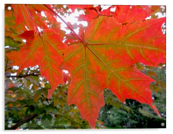 Maple Leaves Acrylic by Stephanie Moore