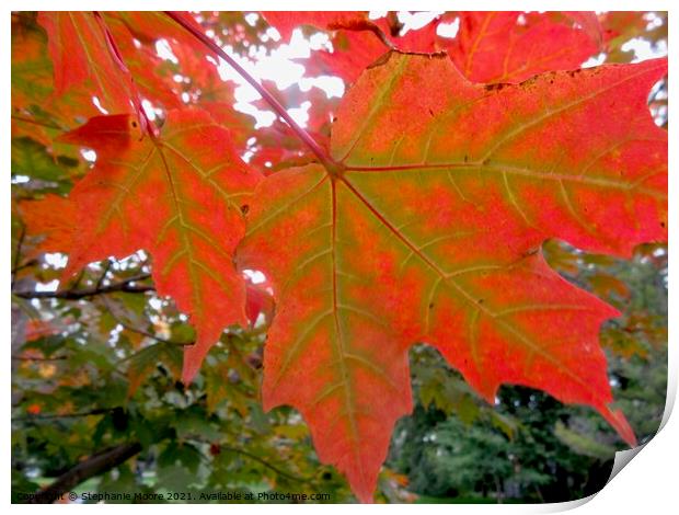 Maple Leaves Print by Stephanie Moore