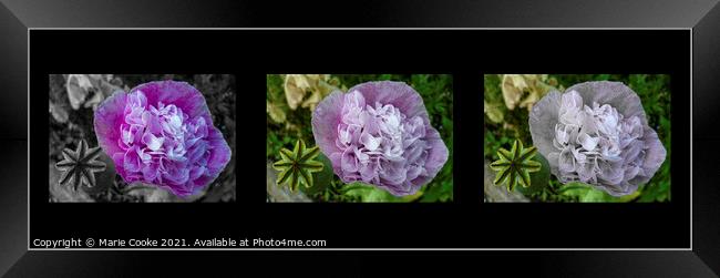 Triple view of a poppy Framed Print by Marie Cooke