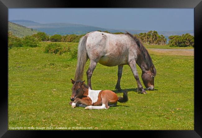 DARTMOOR FOAL AND MARE Framed Print by Philip Gough
