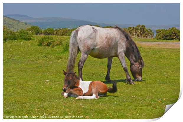 DARTMOOR FOAL AND MARE Print by Philip Gough