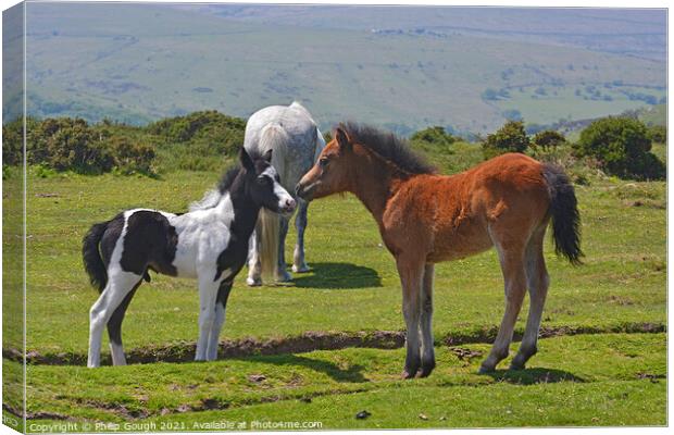 DARTMOOR FOALS Canvas Print by Philip Gough