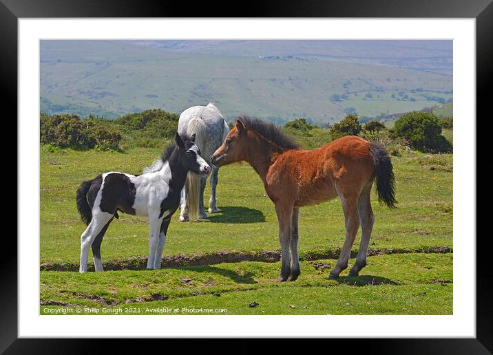 DARTMOOR FOALS Framed Mounted Print by Philip Gough