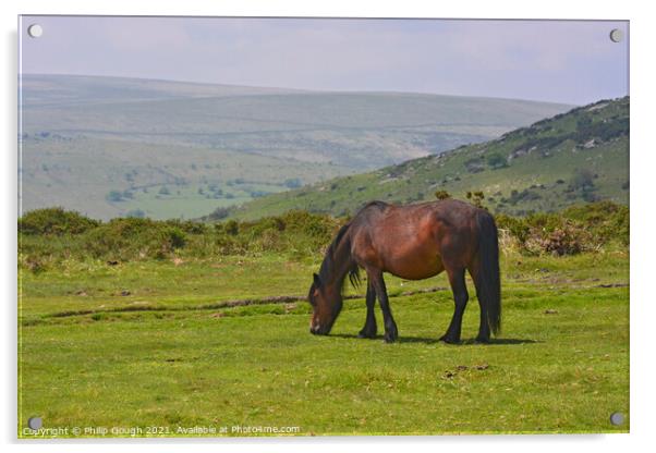 A horse standing on top of a lush green field Acrylic by Philip Gough