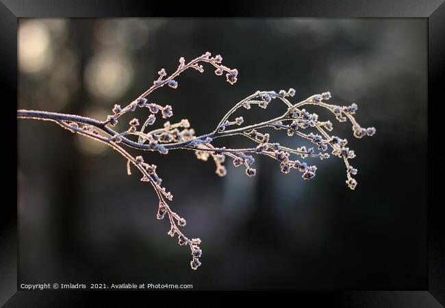Elegant Frosted Plant Stem in Winter Framed Print by Imladris 