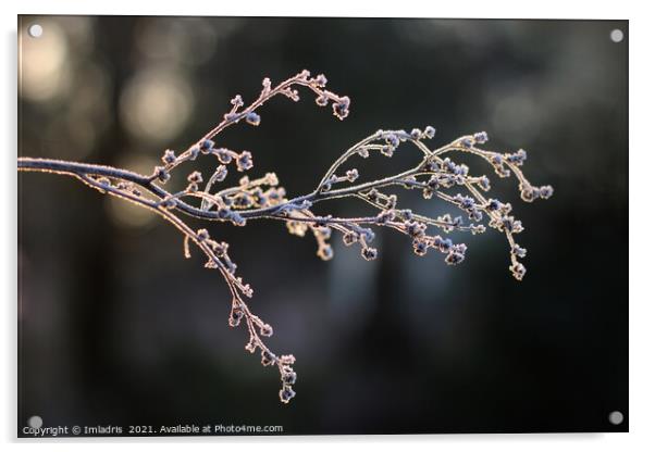 Elegant Frosted Plant Stem in Winter Acrylic by Imladris 