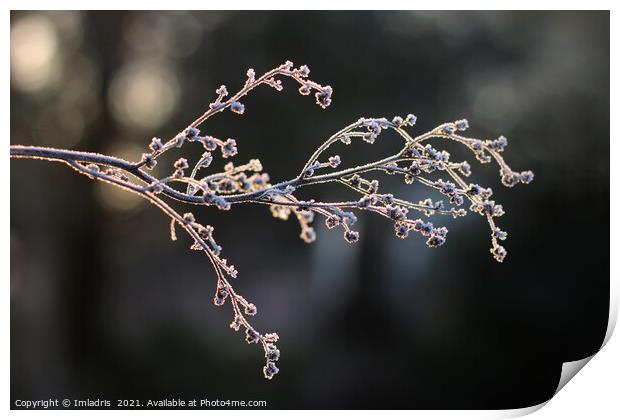 Elegant Frosted Plant Stem in Winter Print by Imladris 