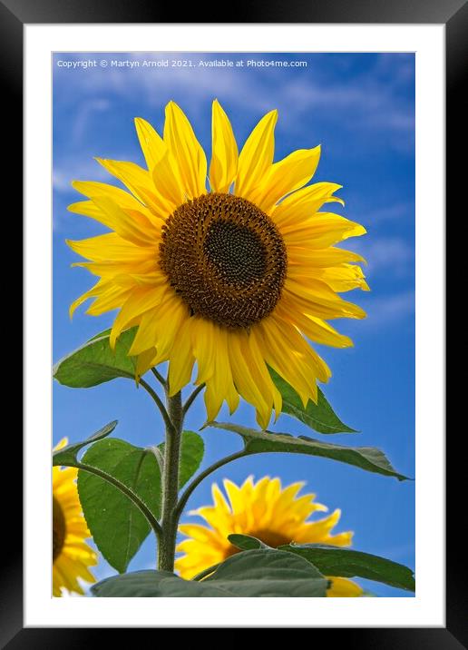 Sunflower and Blue Sky - Helianthus Framed Mounted Print by Martyn Arnold