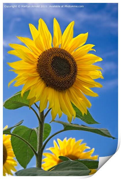 Sunflower and Blue Sky - Helianthus Print by Martyn Arnold
