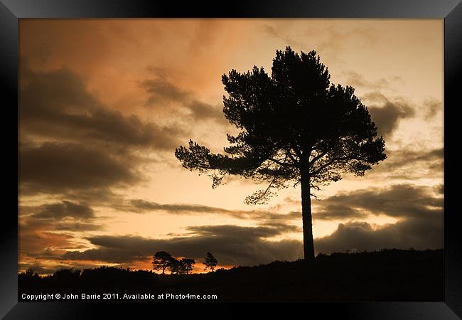 Silhouette Trees Framed Print by John Barrie