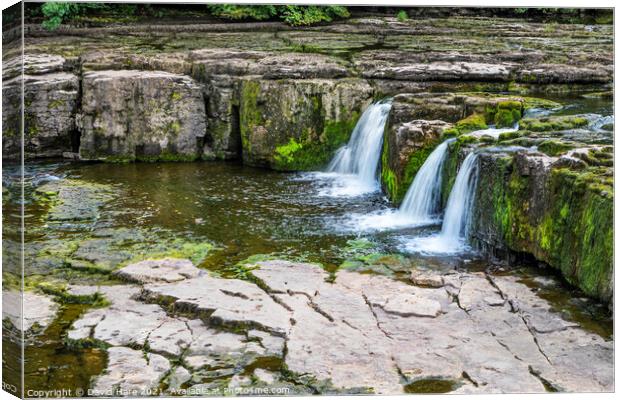 Small Aysgarth Falls Canvas Print by David Hare