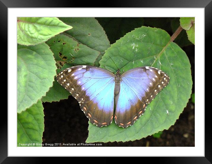 Butterfly Blue Framed Mounted Print by Ginny Gregg