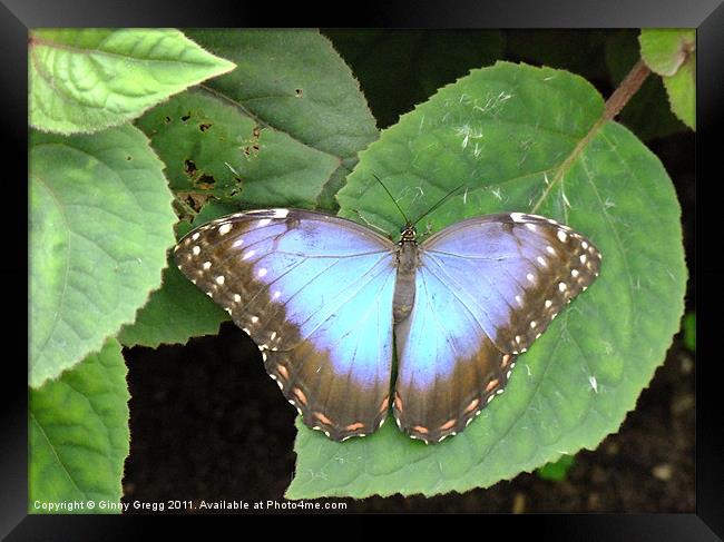 Butterfly Blue Framed Print by Ginny Gregg