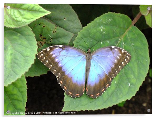 Butterfly Blue Acrylic by Ginny Gregg