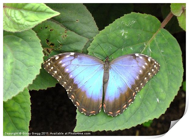 Butterfly Blue Print by Ginny Gregg