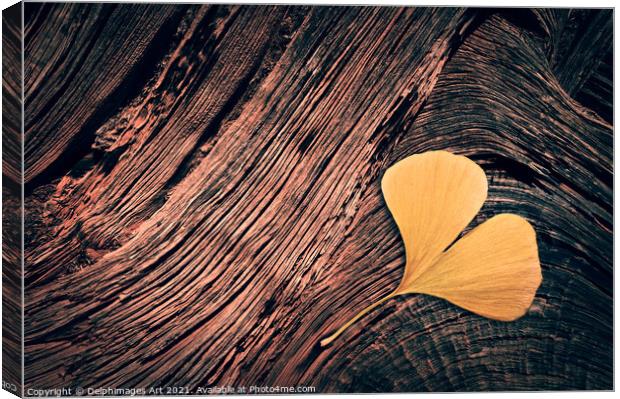 Autumn. Fallen ginkgo leaf on wood  Canvas Print by Delphimages Art