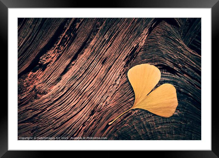Autumn. Fallen ginkgo leaf on wood  Framed Mounted Print by Delphimages Art