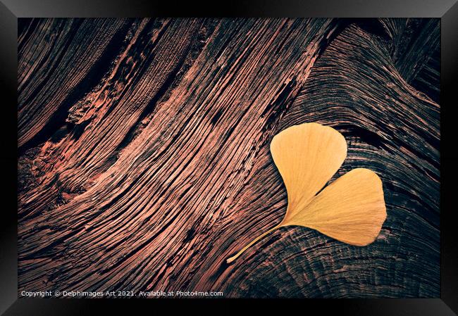 Autumn. Fallen ginkgo leaf on wood  Framed Print by Delphimages Art