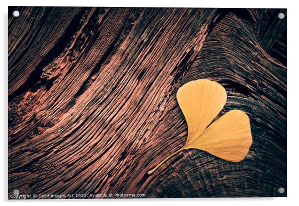 Autumn. Fallen ginkgo leaf on wood  Acrylic by Delphimages Art