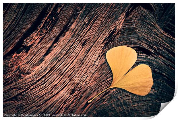 Autumn. Fallen ginkgo leaf on wood  Print by Delphimages Art