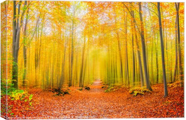 Magical forest path in autumn.  Fall foliage color Canvas Print by Delphimages Art