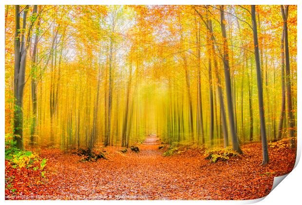 Magical forest path in autumn.  Fall foliage color Print by Delphimages Art