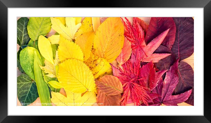 Autumn leaves rainbow colorful foliage still life Framed Mounted Print by Delphimages Art