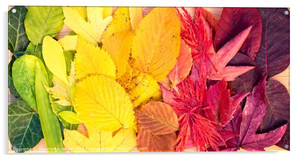 Autumn leaves rainbow colorful foliage still life Acrylic by Delphimages Art
