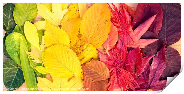 Autumn leaves rainbow colorful foliage still life Print by Delphimages Art
