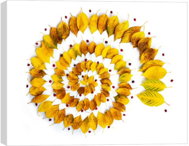 Autumnal leaves spiral abstract installation Canvas Print by Delphimages Art