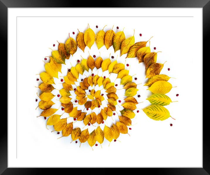Autumnal leaves spiral abstract installation Framed Mounted Print by Delphimages Art