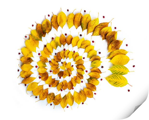 Autumnal leaves spiral abstract installation Print by Delphimages Art