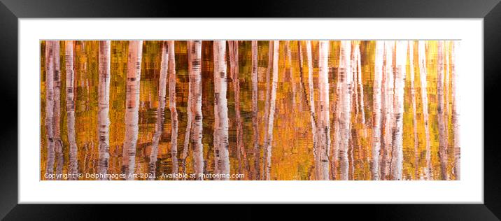 Autumn. Aspen trees reflections, nature abstract Framed Mounted Print by Delphimages Art
