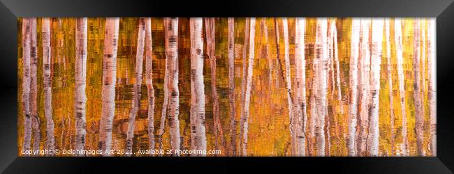 Autumn. Aspen trees reflections, nature abstract Framed Print by Delphimages Art