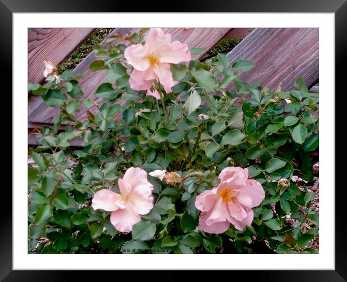 Late summer roses Framed Mounted Print by Stephanie Moore