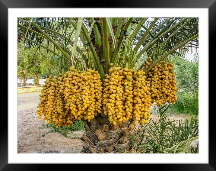Date palms with dates Framed Mounted Print by Lucas D'Souza