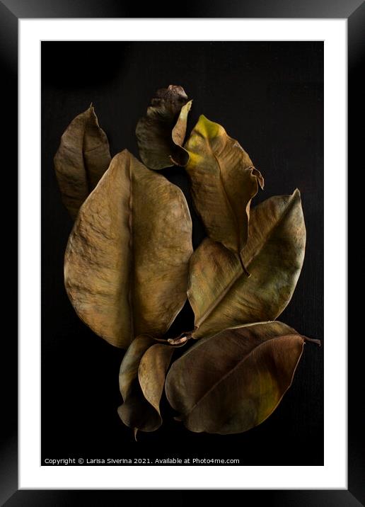 Ficus leaves Framed Mounted Print by Larisa Siverina
